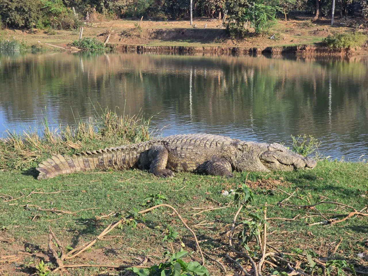 Crocodile Viewing Point at Patang Family Resort