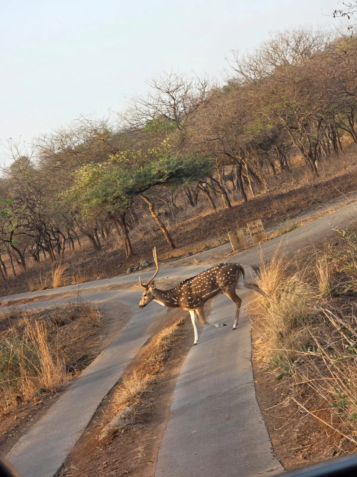 Gir wildlife