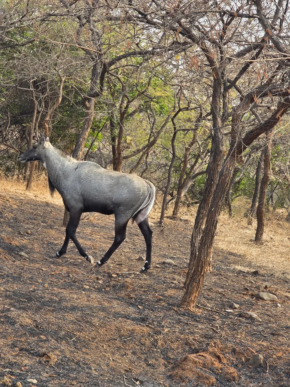 Gir wildlife