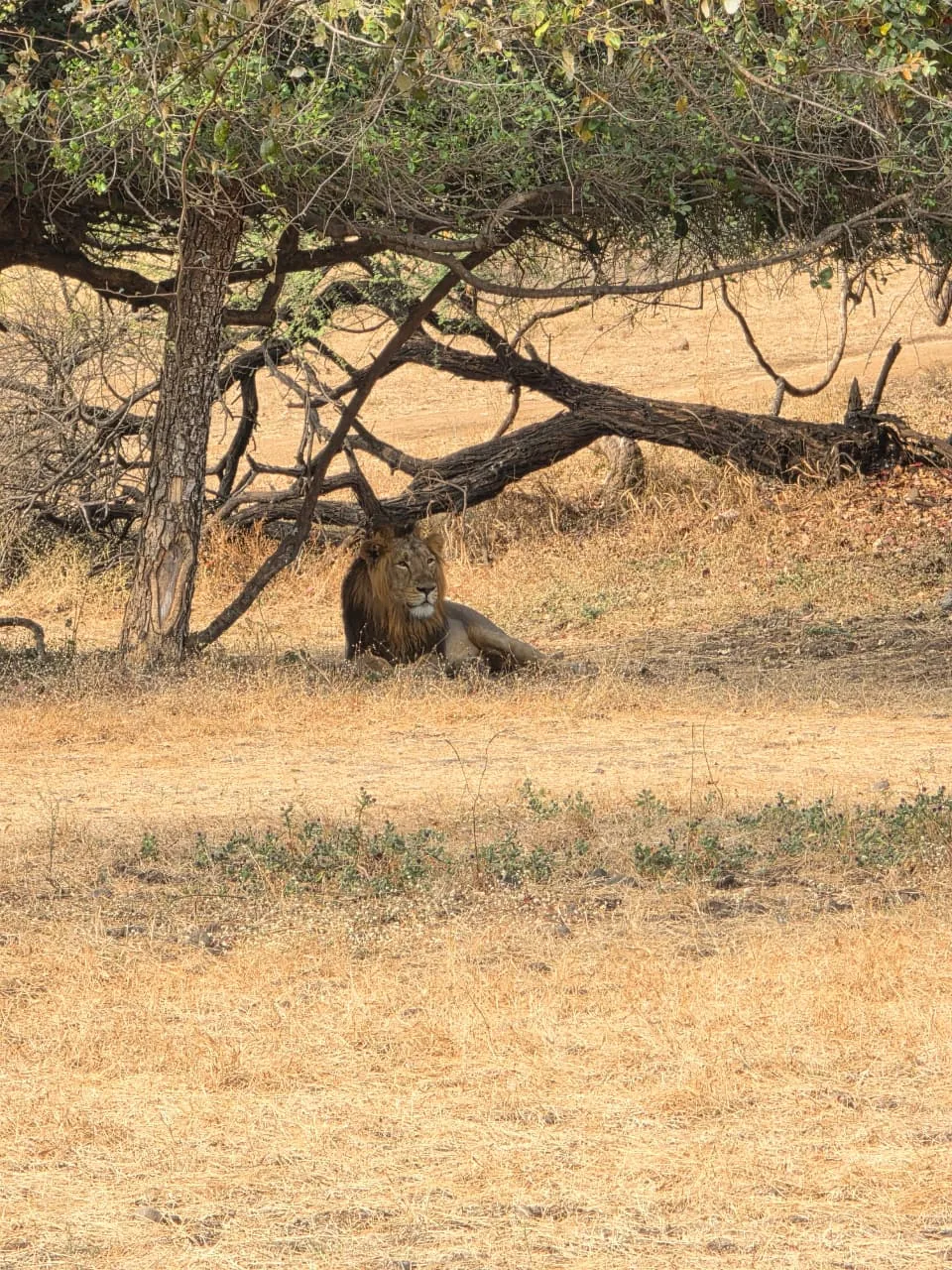 Gir wildlife photography