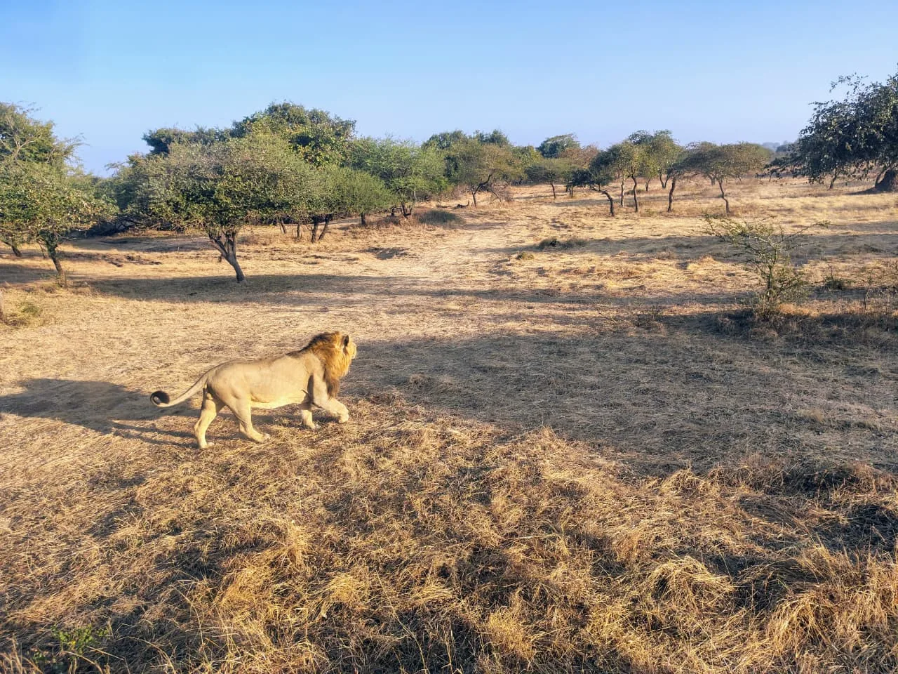 Gir wildlife